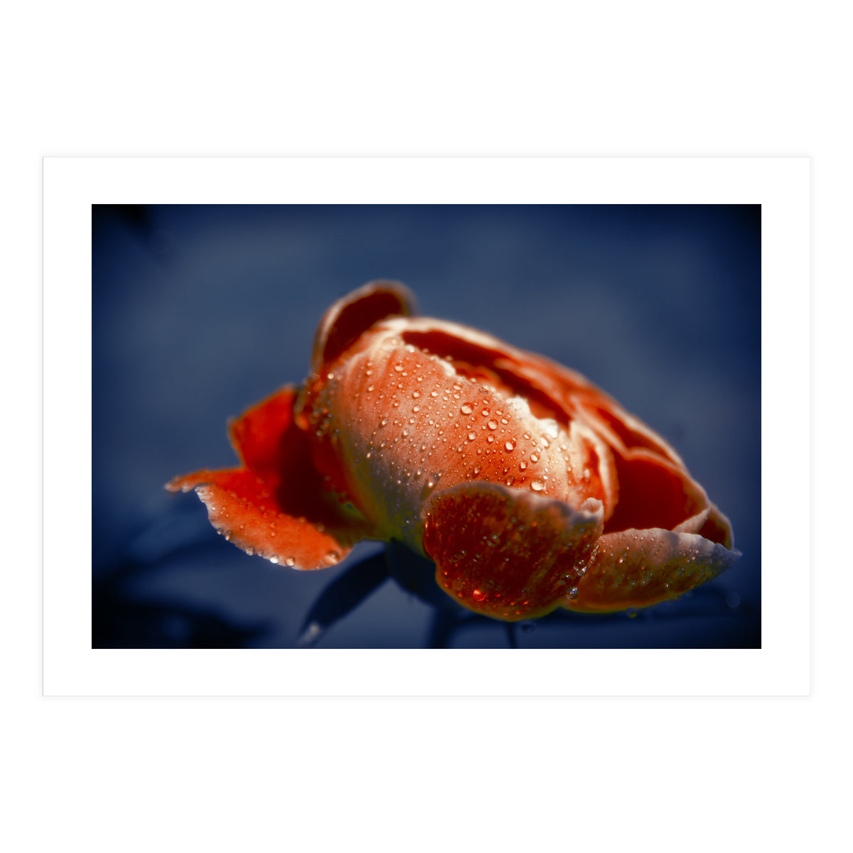 Peony Flower (Print Only)