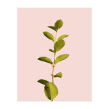 Botanical Art V3 (Print Only) thumbnail