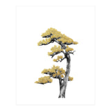 Bonsai Tree 04 (Print Only) thumbnail