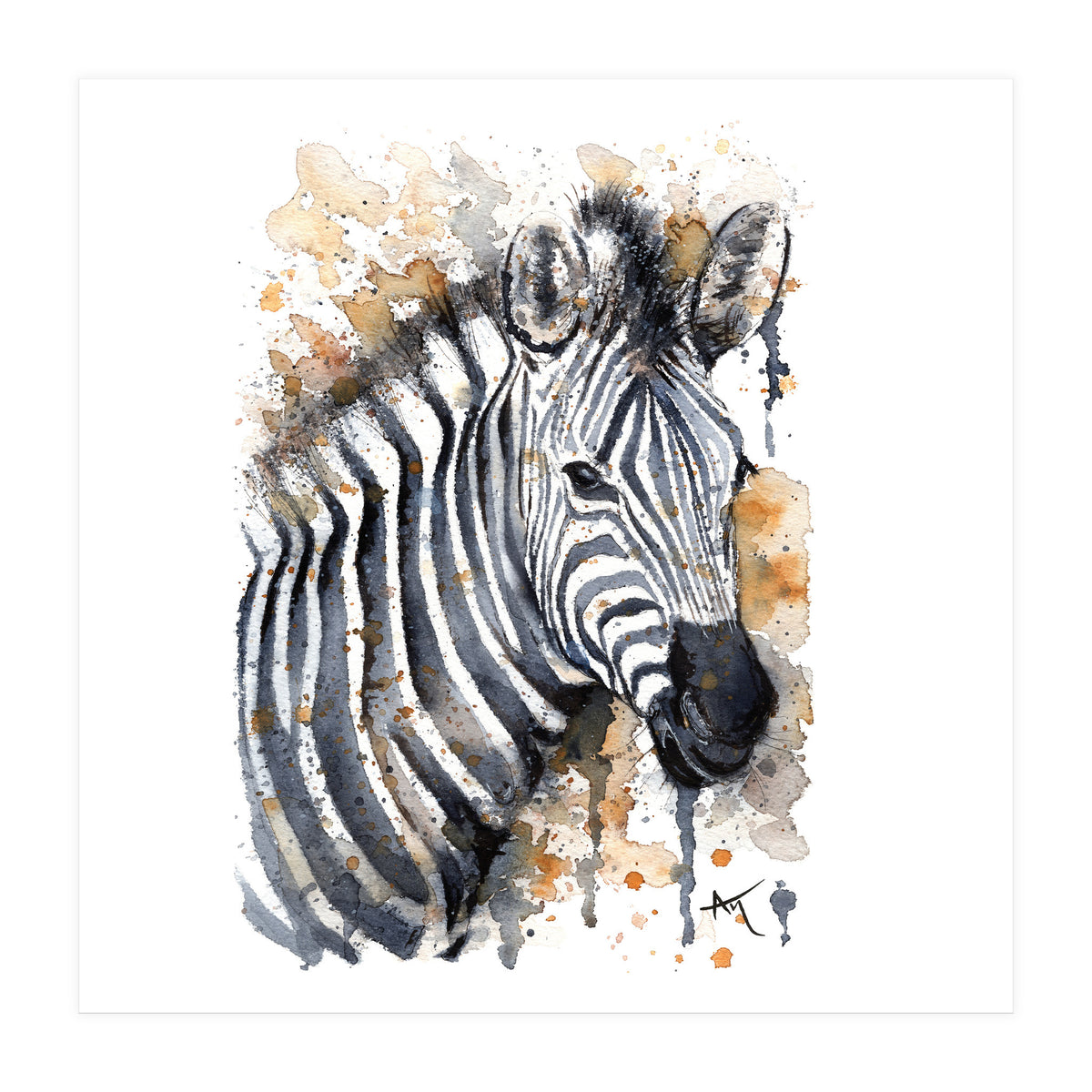 Zebra - Wildlife Collection (Print Only)