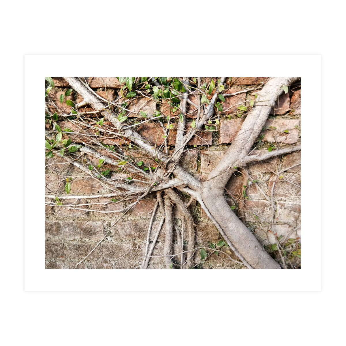 Roots (Print Only)