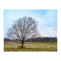 Young Oak Tree in Winter  (Print Only)