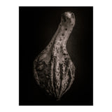 Gourds No 3 (Print Only) thumbnail