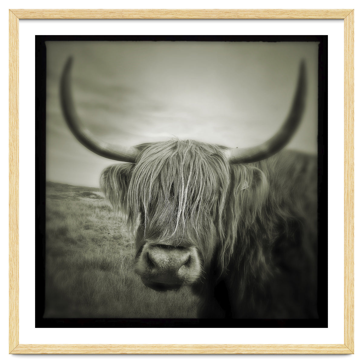 Elgol Cow