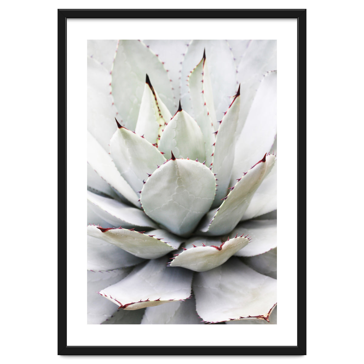 Agave plant