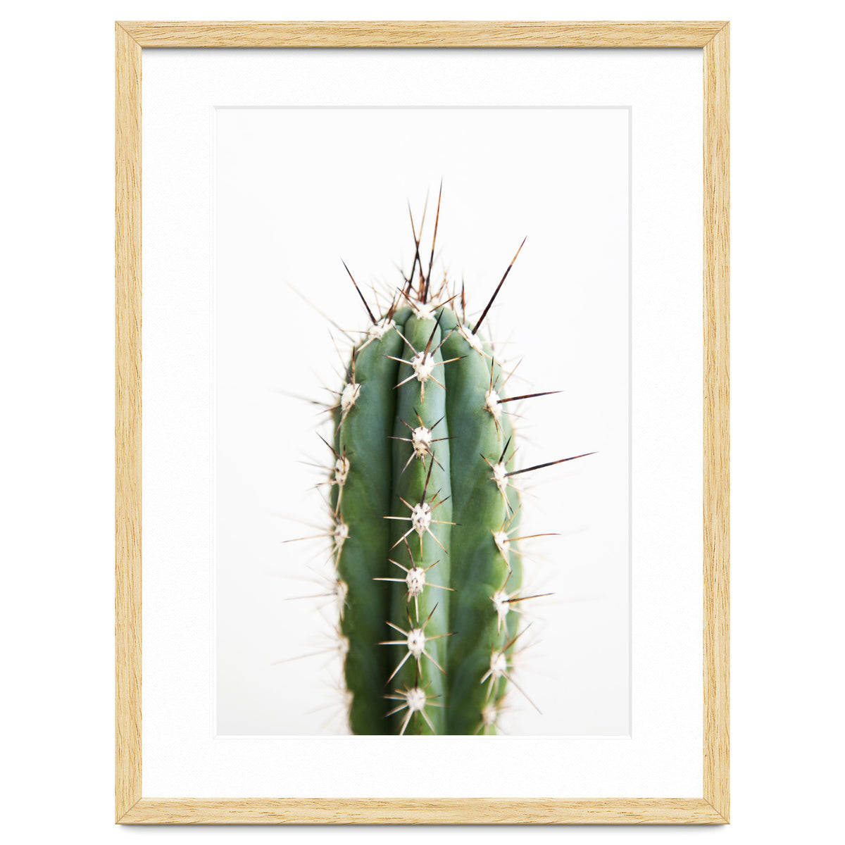 Cacti