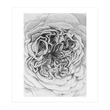A Rose in Monochrome (Print Only) thumbnail