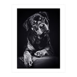 Black Dog (Print Only) thumbnail