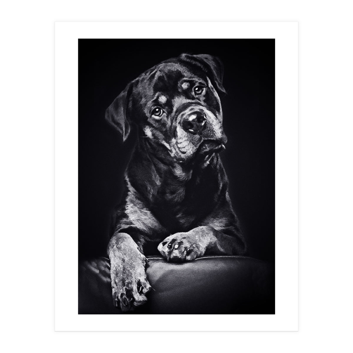 Black Dog (Print Only)