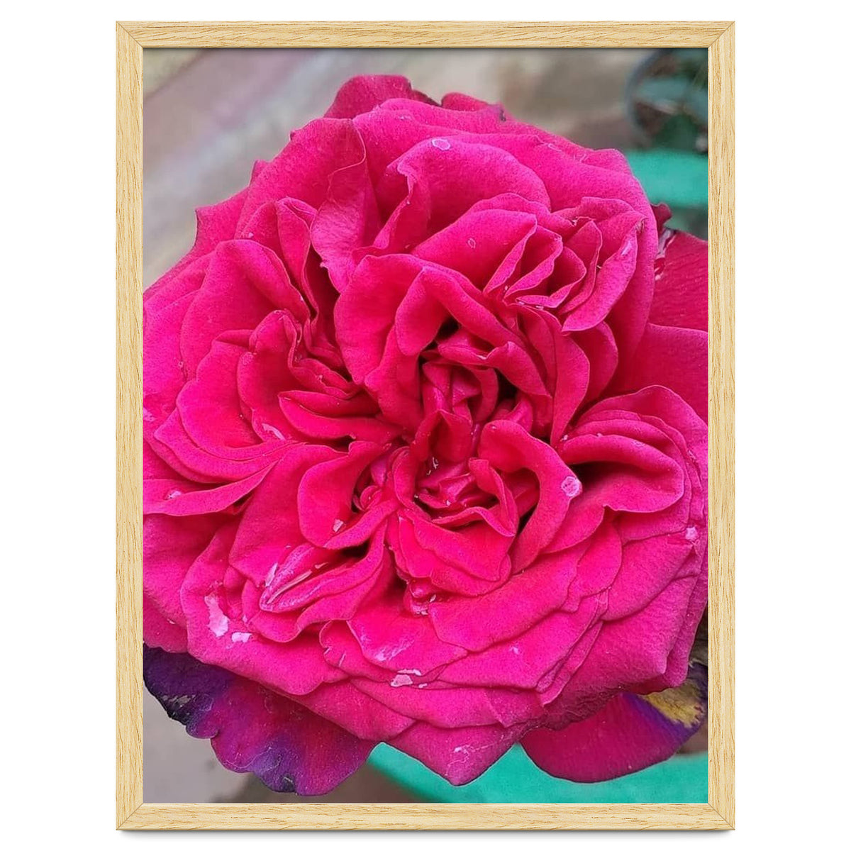 Beautiful Fragrant Rose