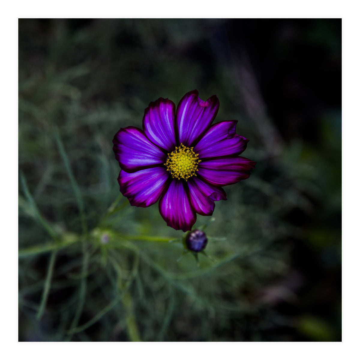 Floral autumn (Print Only)