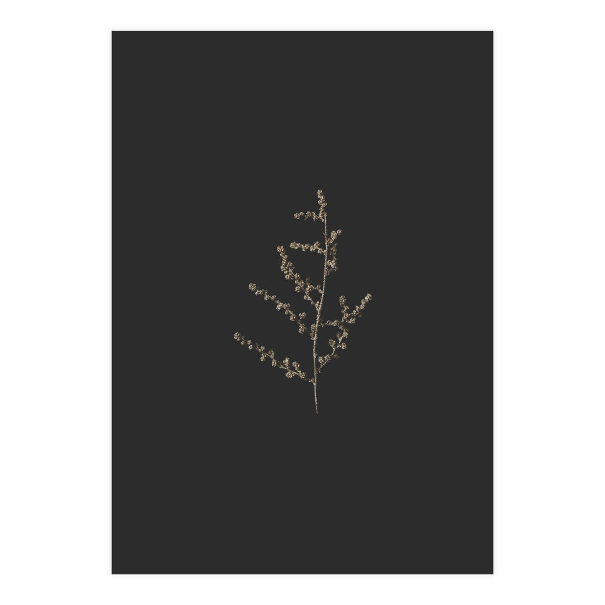 Dainty Botanicals in Gold and Black (Print Only)