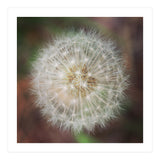 dandelion clock (Print Only) thumbnail