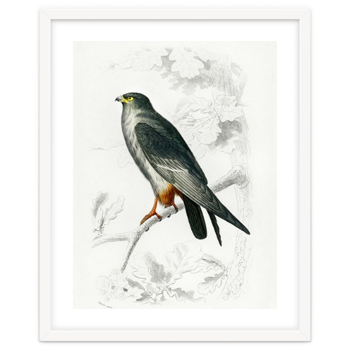 Red-footed Falcon illustrated