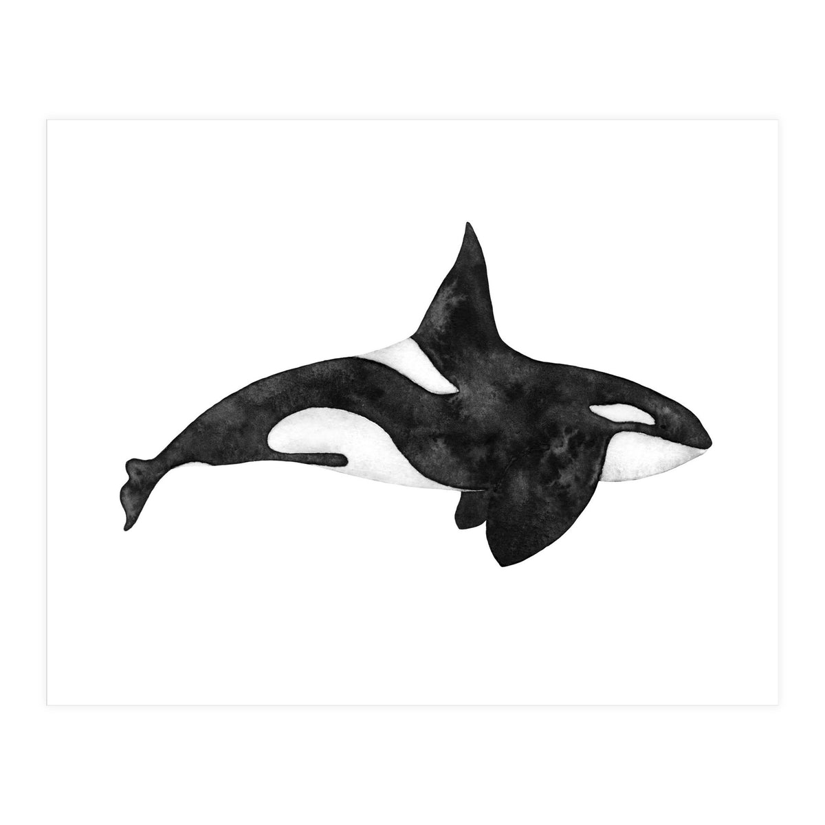 Orca (Print Only)