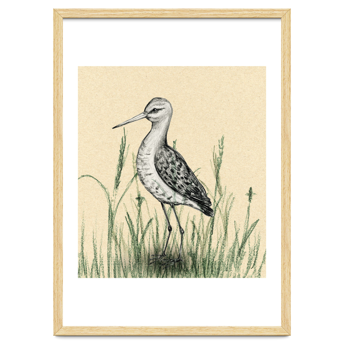 Black-tailed godwit in the grass