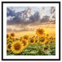 Sunflowers in sunset