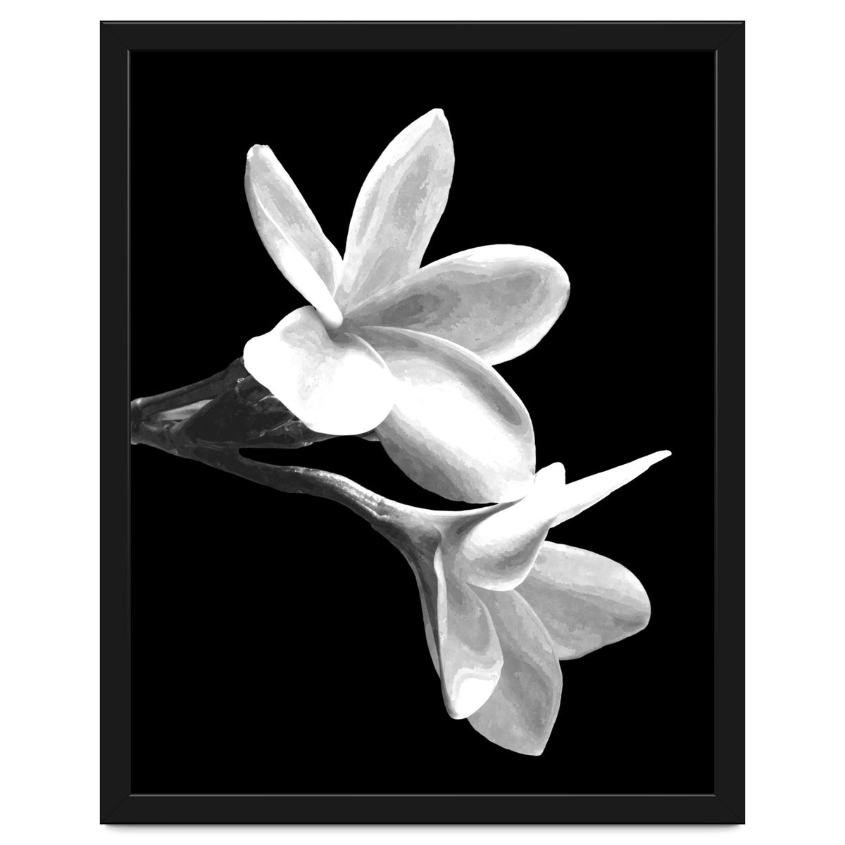 Black and White Flowers