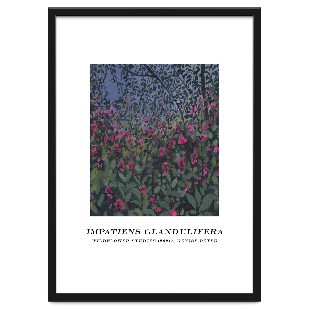 Impatiens Glandulifera