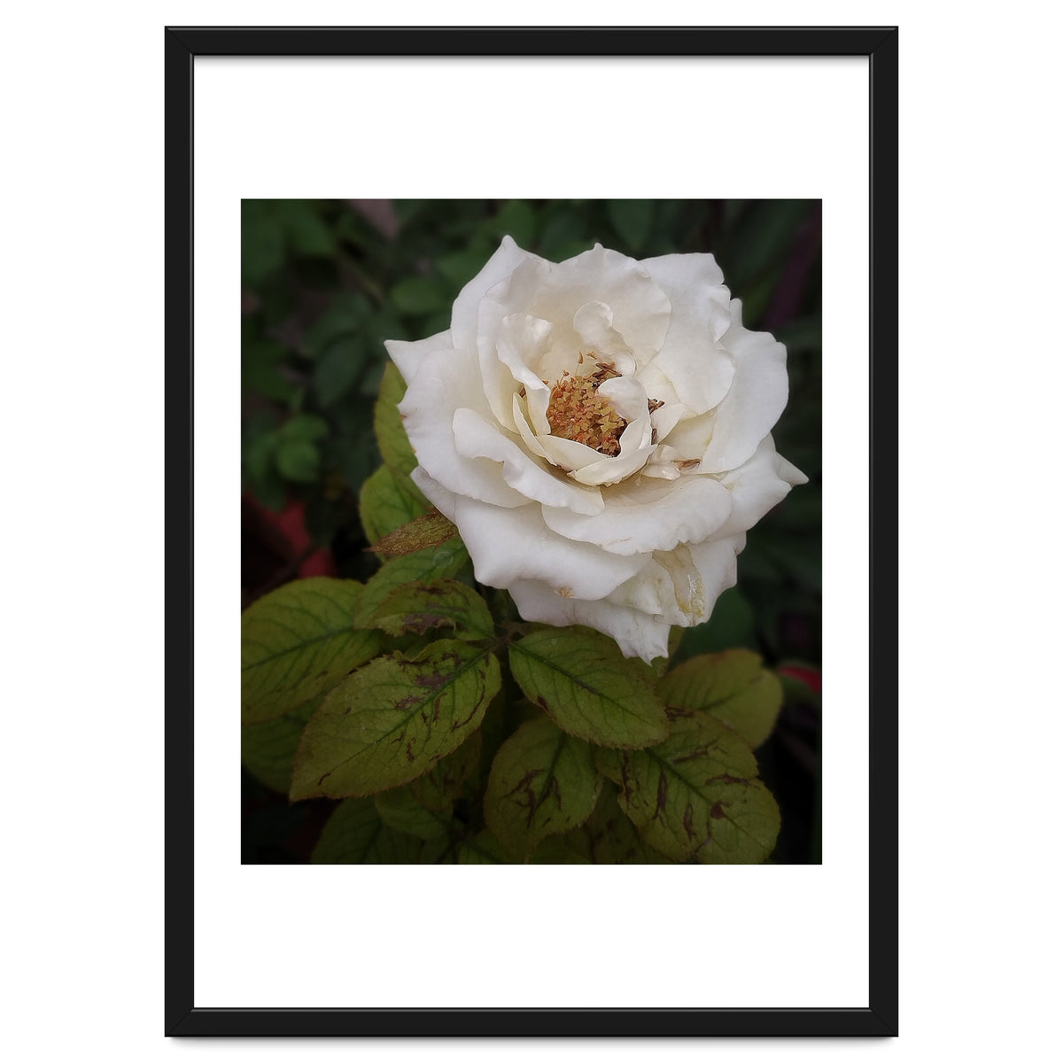 Fabulous White Rose Garden