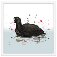 Common coot