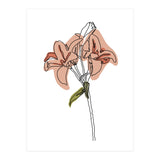 Lily (Print Only) thumbnail