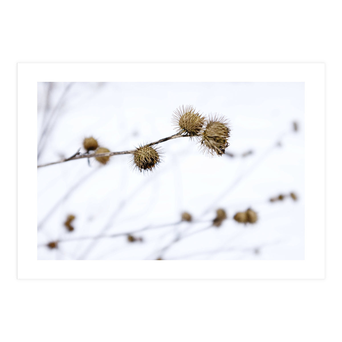 Winter Thistles (Print Only)