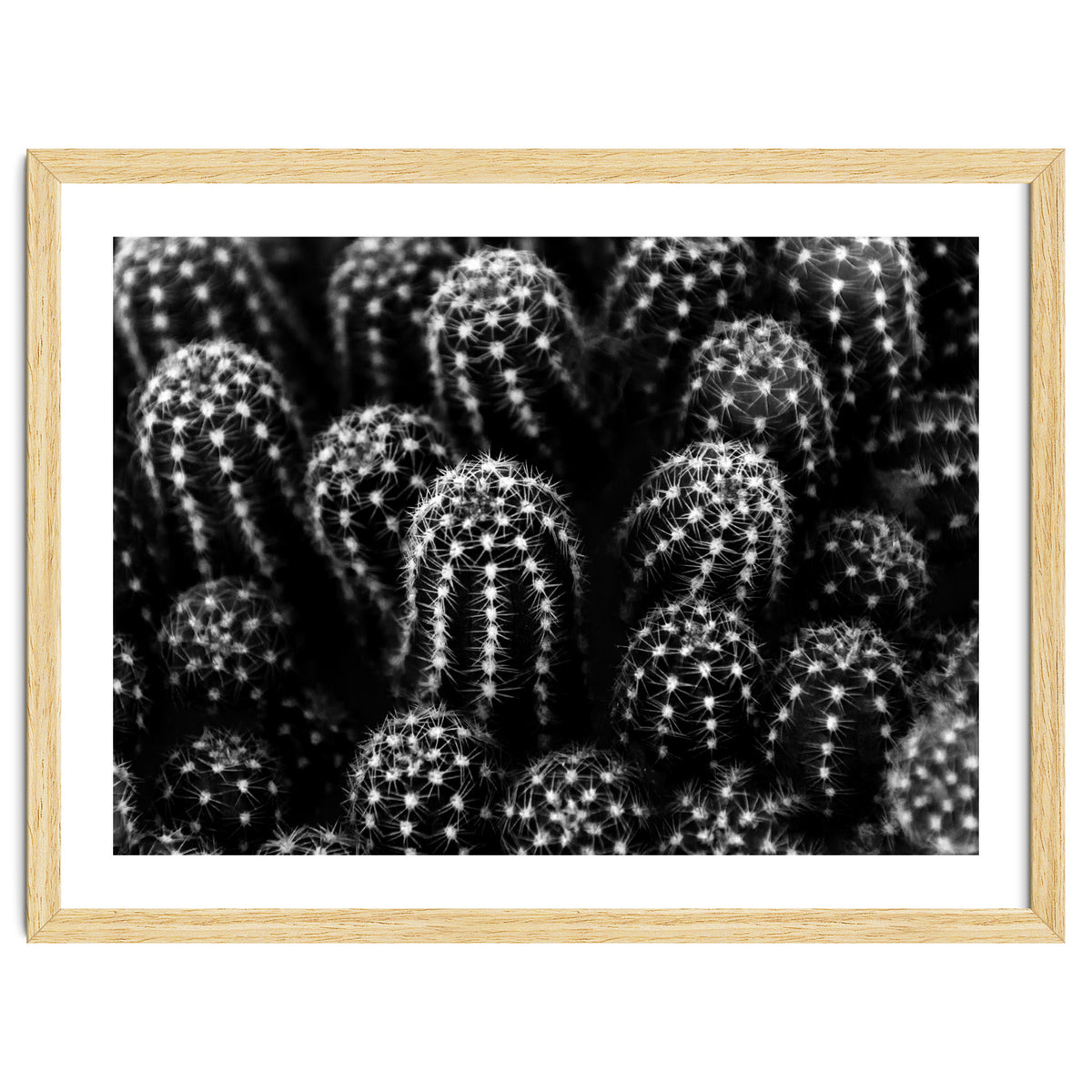 Cactus