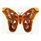 Attacus Atlas Moth illustrated  (Print Only) thumbnail