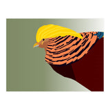 Golden Pheasant Bird Art (Print Only) thumbnail