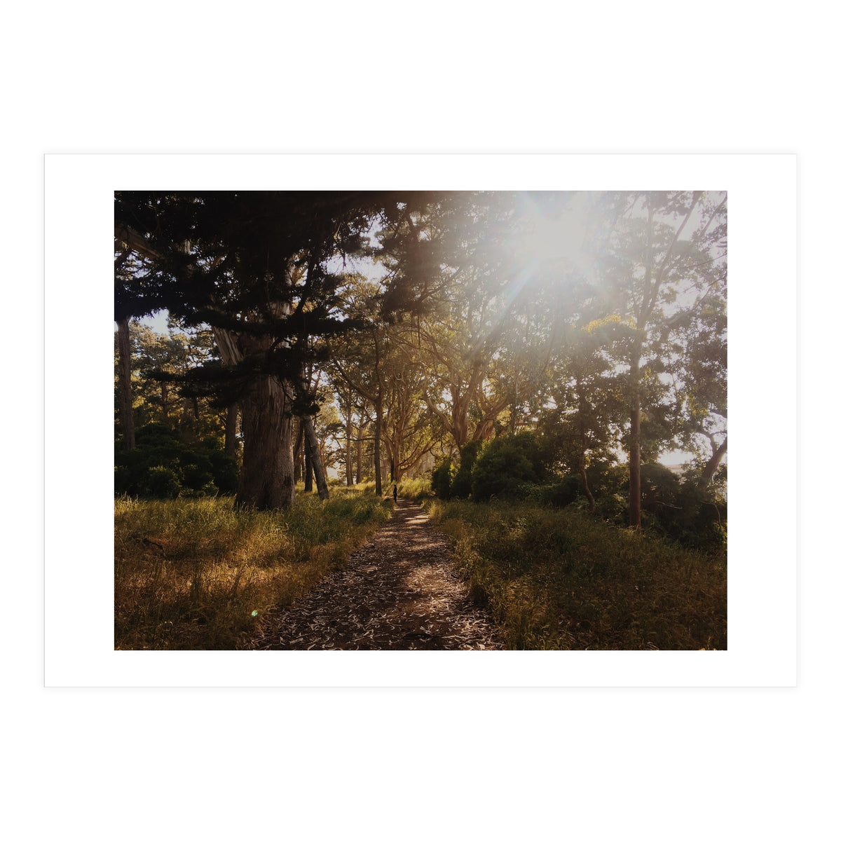 Golden Gate Park (Print Only)