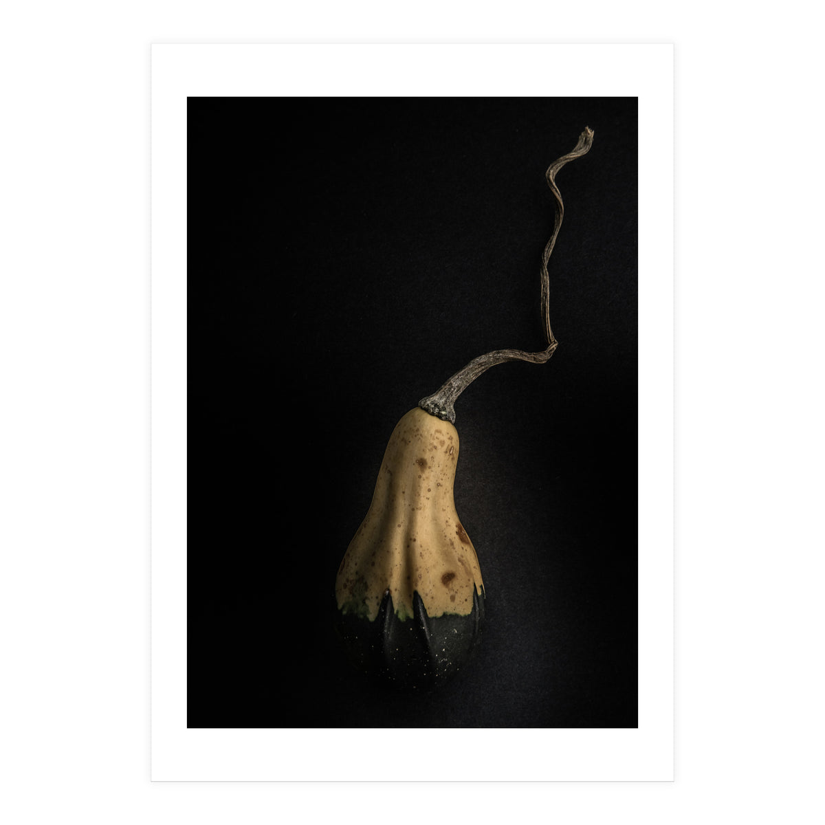 Gourds No 12 Color Version (Print Only)