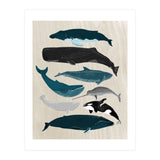 Whales (Print Only) thumbnail