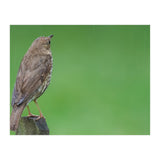 Watching the rain (Print Only) thumbnail