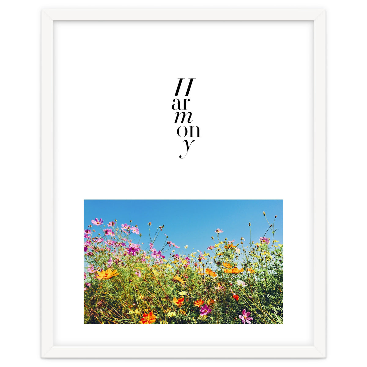 Harmony - cosmos flower - nature photography