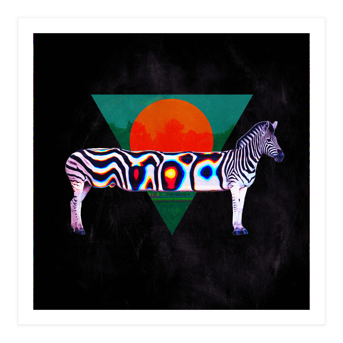 Zebra (Print Only)