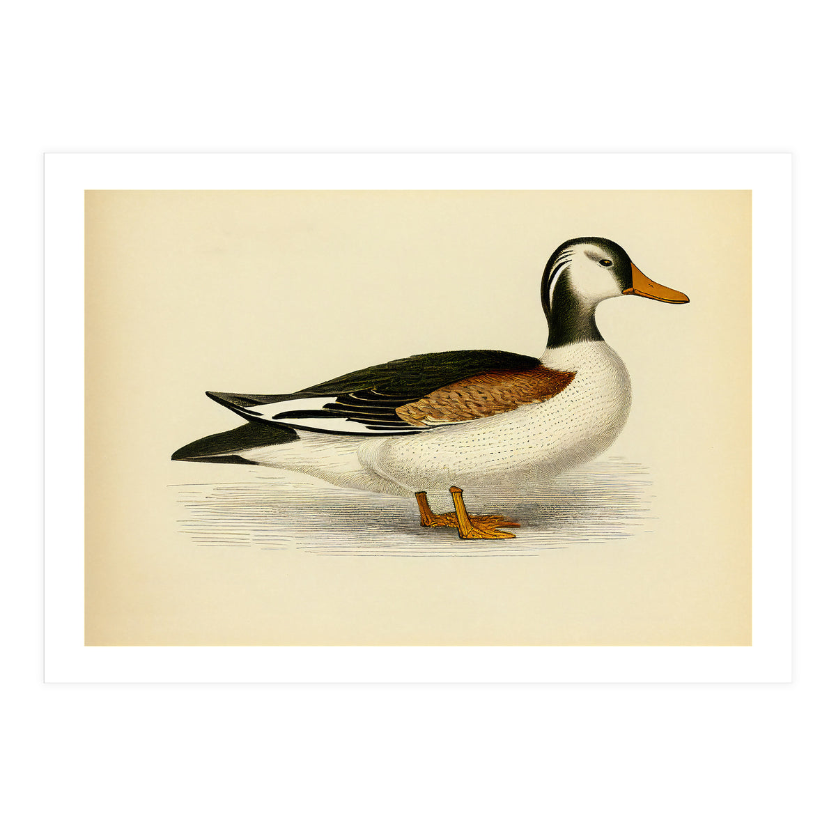 Vintage Duck Painting (Print Only)