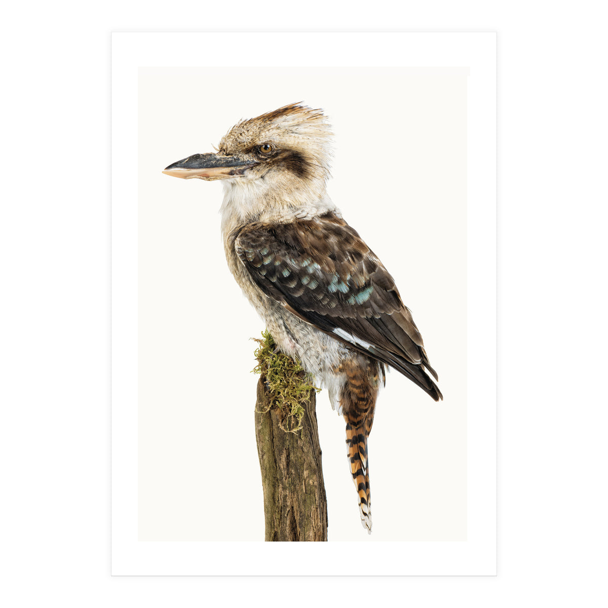 Cc Birds 08 (Print Only)