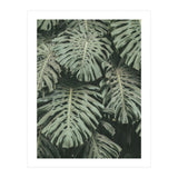 MONSTERA LEAVES (Print Only) thumbnail