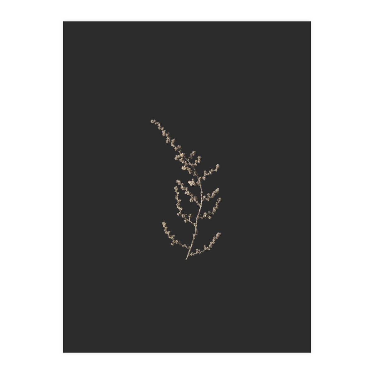 Delicate Golden Fynbos Botanicals on Black (Print Only)