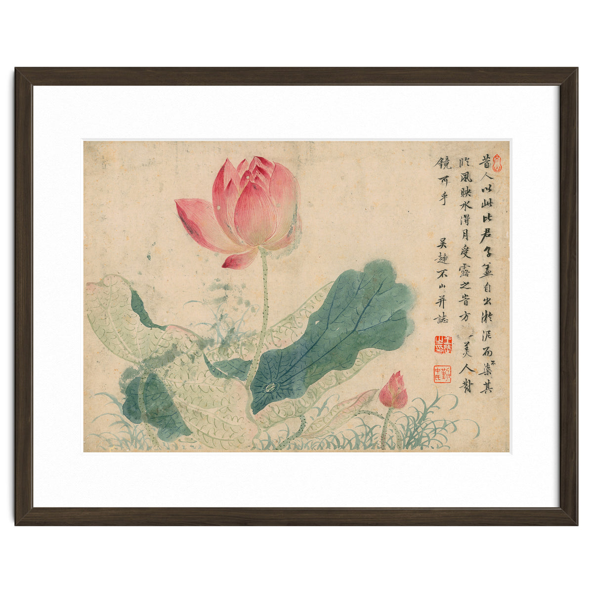 Qing Wangwu Flower album, lotus, lotus leaf, pond, copy of water grass