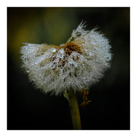 Dandelion with Raindrops (Print Only)