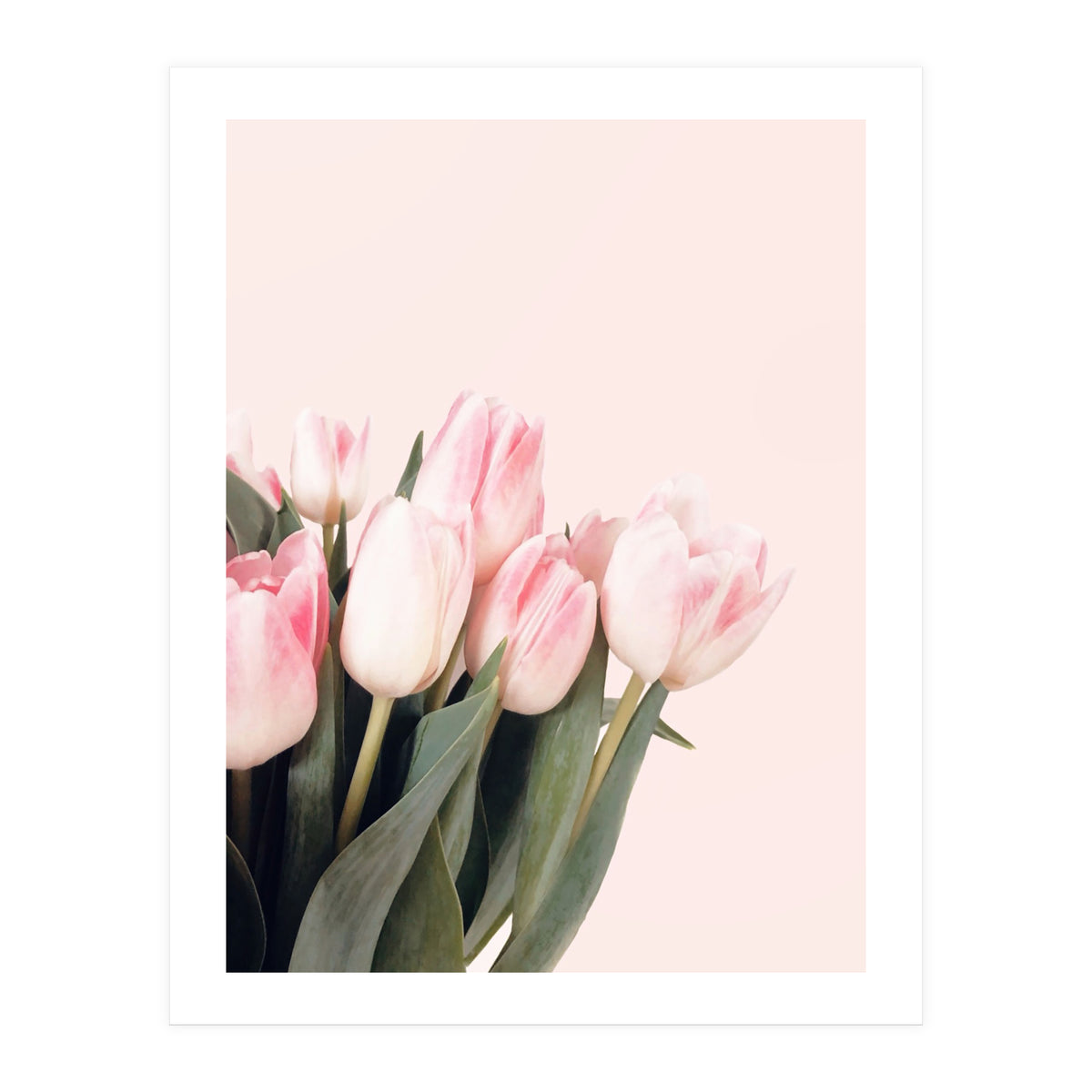 Pink Tulips (Print Only)
