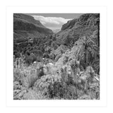 Los Palmitos (Print Only) thumbnail