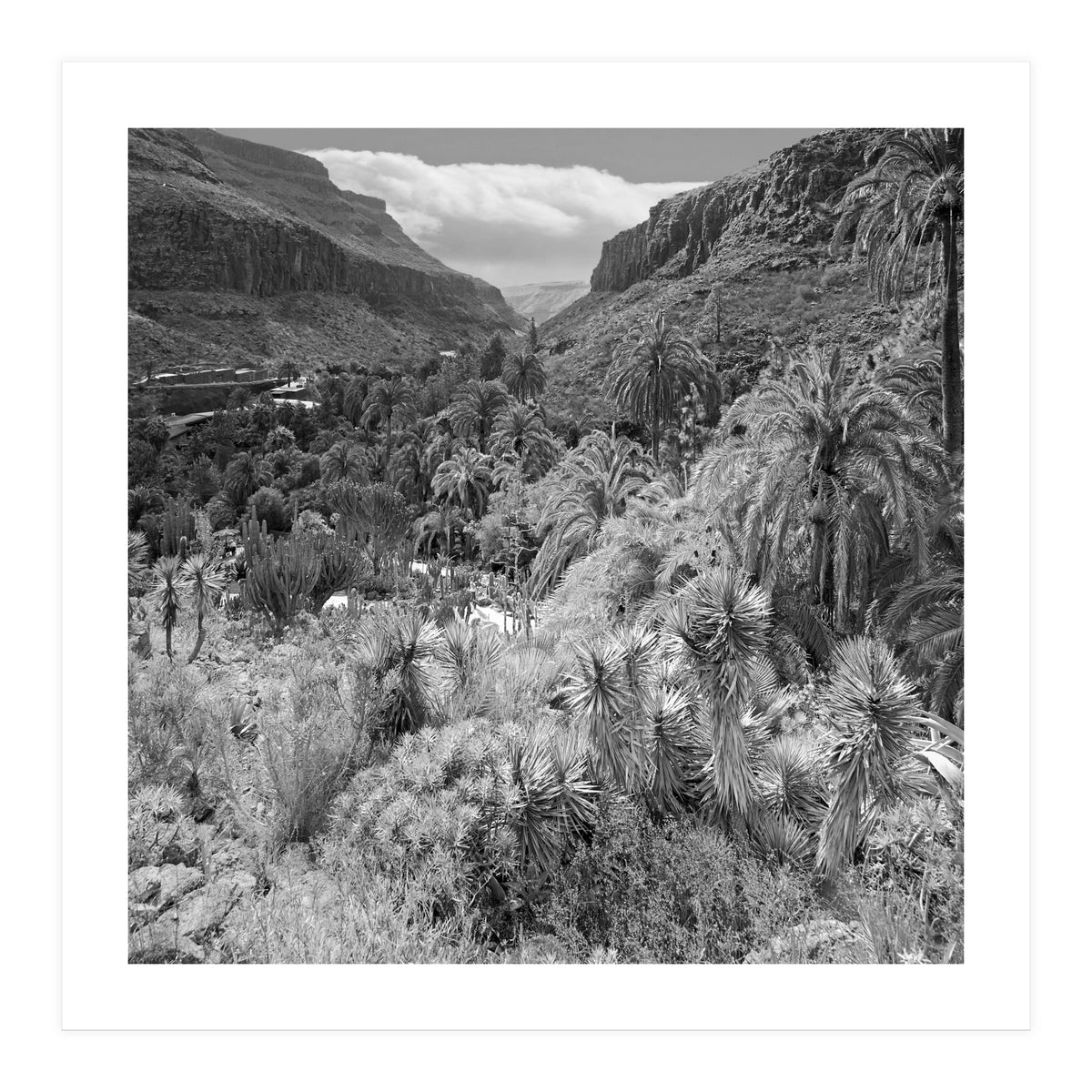 Los Palmitos (Print Only)