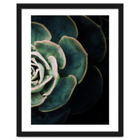 Darkside Of Succulents 4-B
