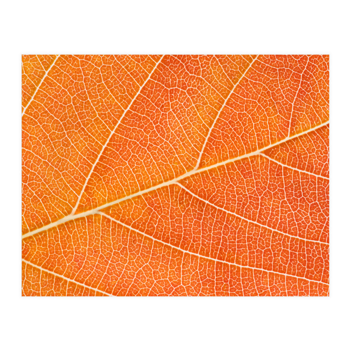 Autumn Leaf (Print Only)