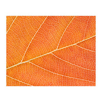 Autumn Leaf (Print Only)