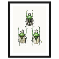 Cc Insects 04