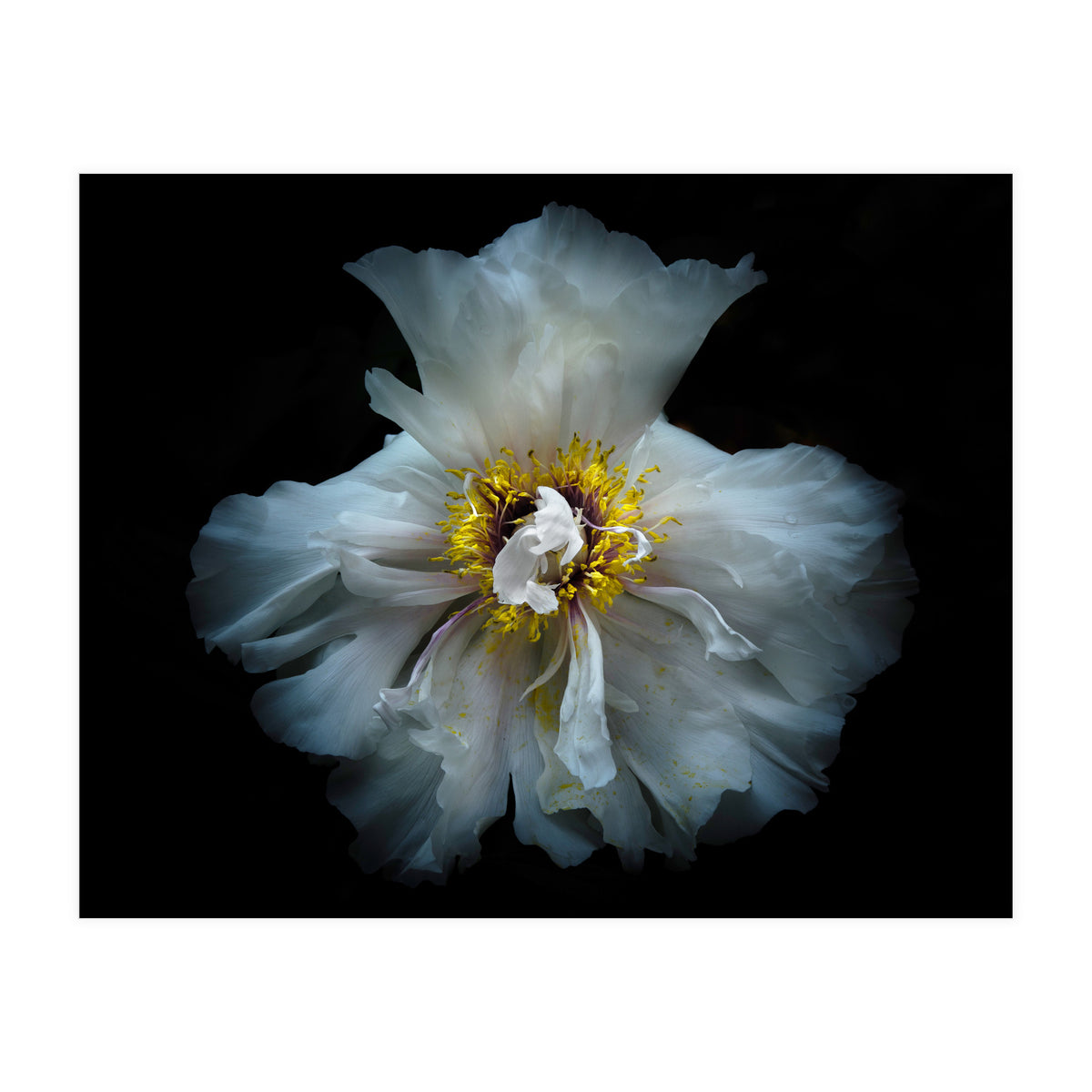 Backyard Flowers 49 Color Version (Print Only)